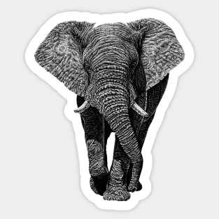 African elephant Sticker